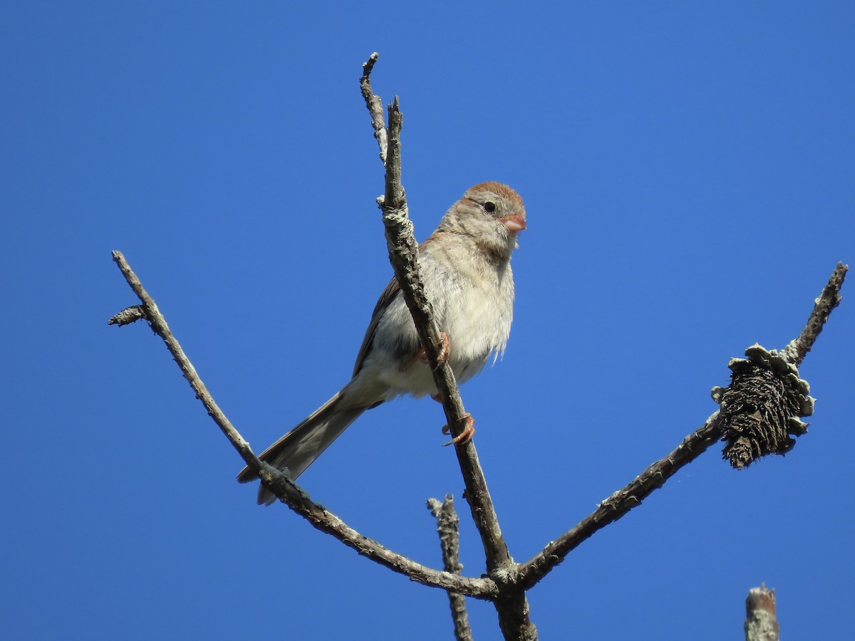 Field Sparrow - ML621150358