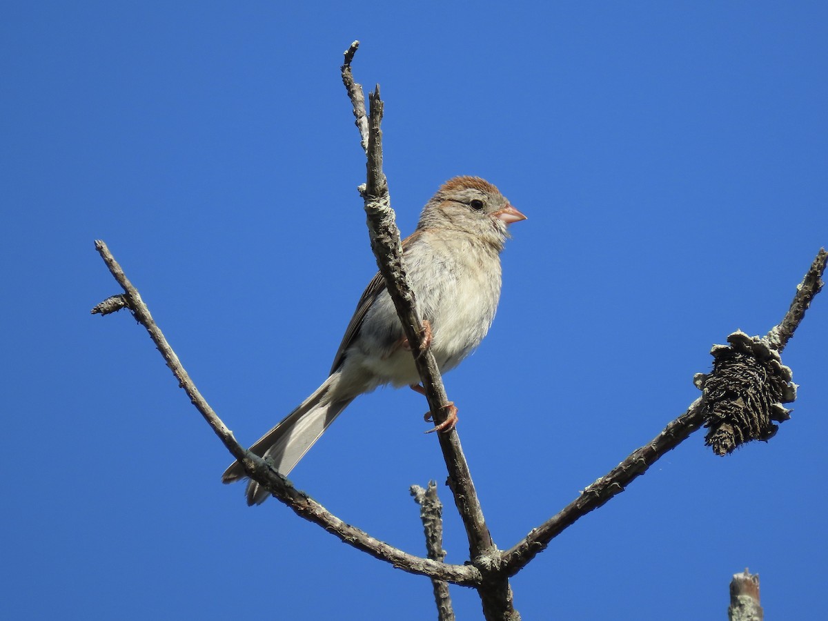 Field Sparrow - ML621150359
