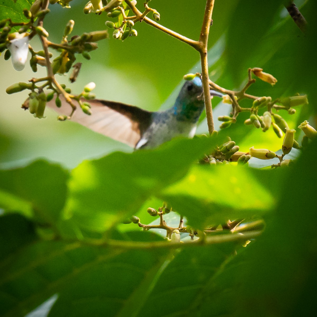 Blue-chested Hummingbird - ML621150373