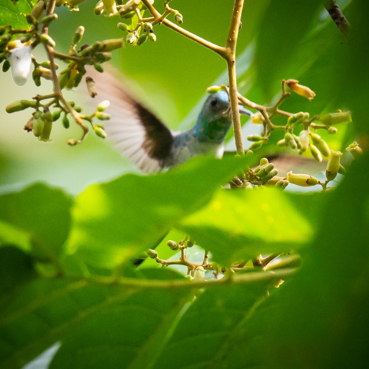 Blue-chested Hummingbird - ML621150374