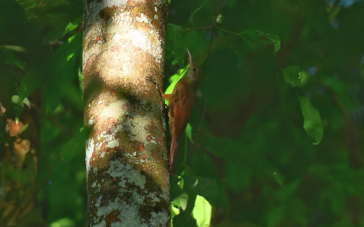 Amazonian Barred-Woodcreeper - ML621150401