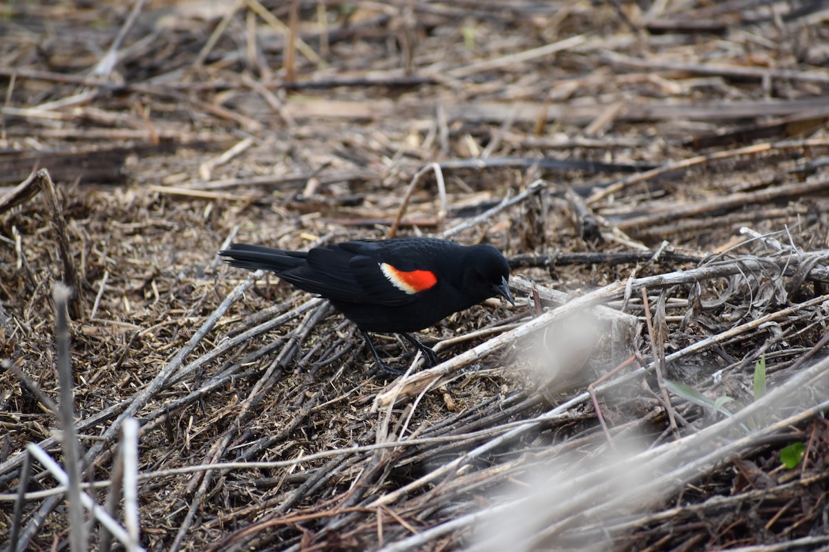 Red-winged Blackbird - ML621150430