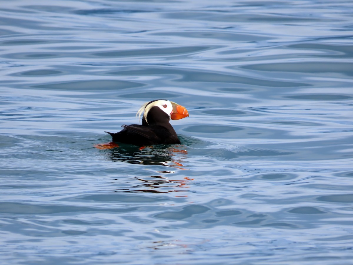 Tufted Puffin - ML621150431