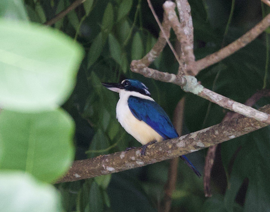 Melanesian Kingfisher (New Britain) - ML621150443
