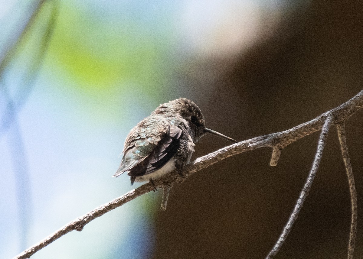 Anna's Hummingbird - ML621150458
