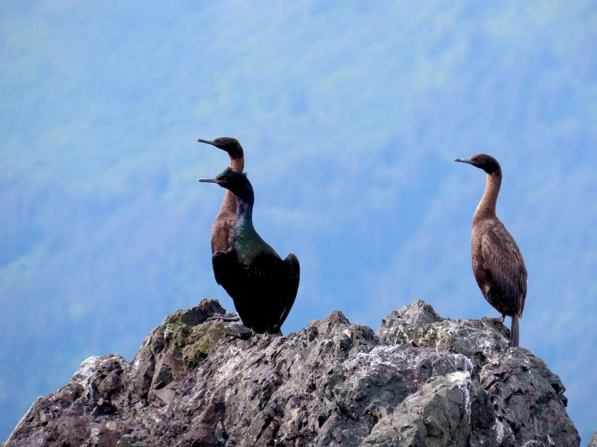 Pelagic Cormorant - ML621150509