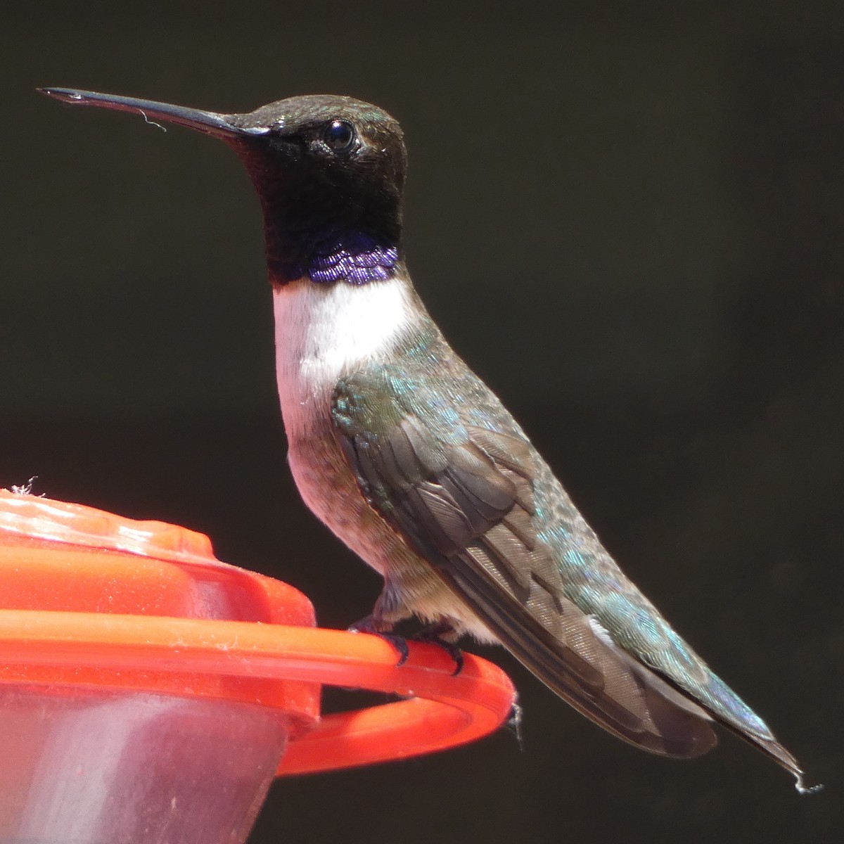 Black-chinned Hummingbird - ML621150539