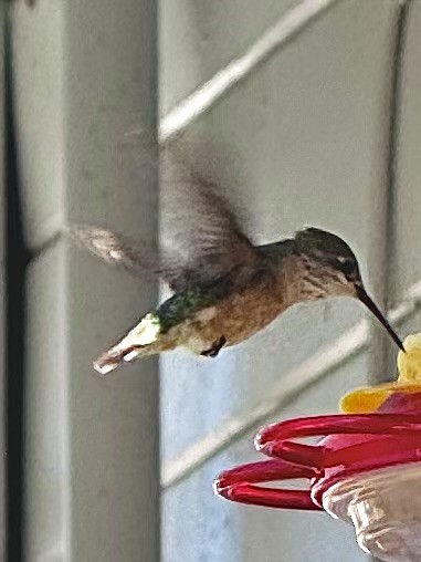 Calliope Hummingbird - ML621150562