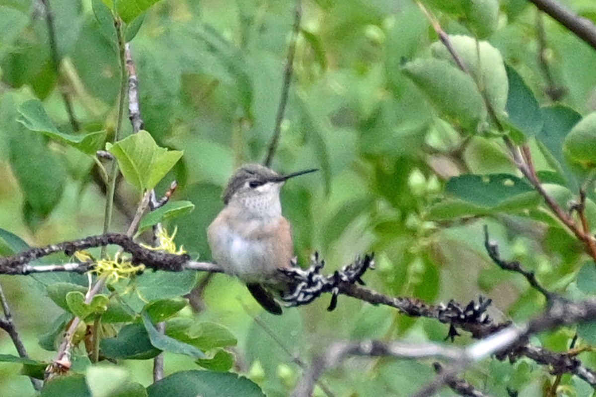 Calliope Hummingbird - ML621150564