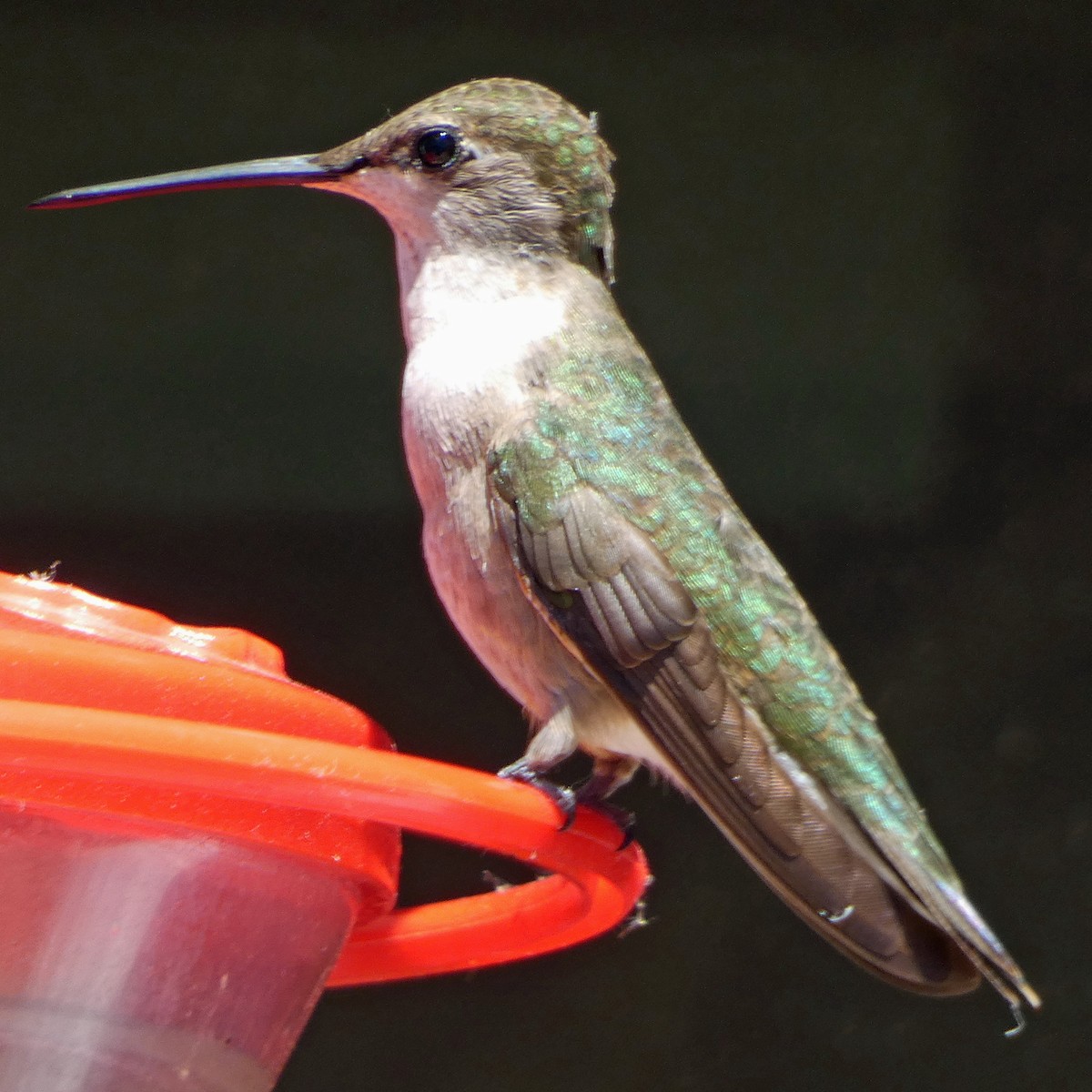 Black-chinned Hummingbird - ML621150568
