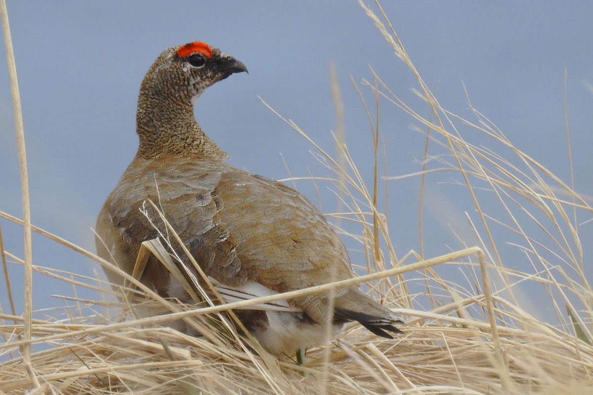 Rock Ptarmigan - ML621150579