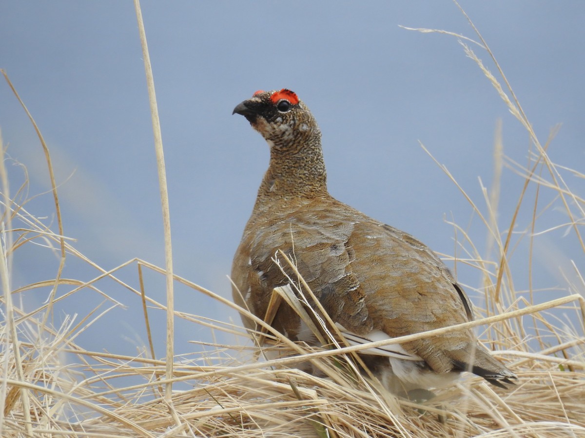 Rock Ptarmigan - ML621150580