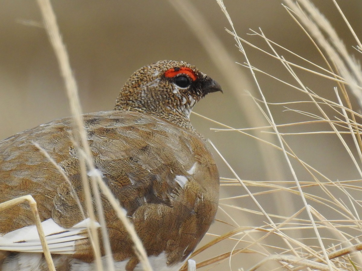 Rock Ptarmigan - ML621150581