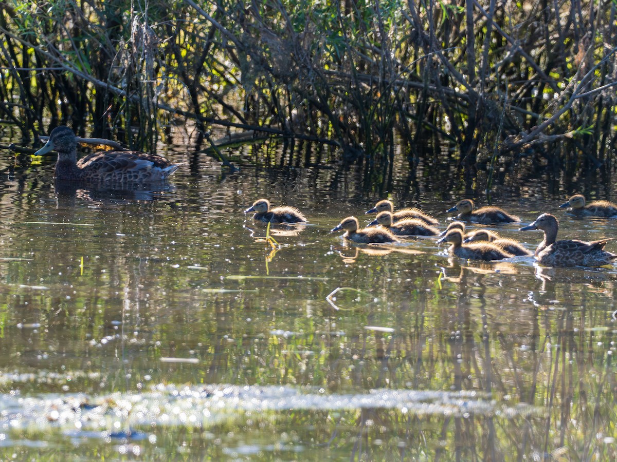 Mallard - Melody Serra