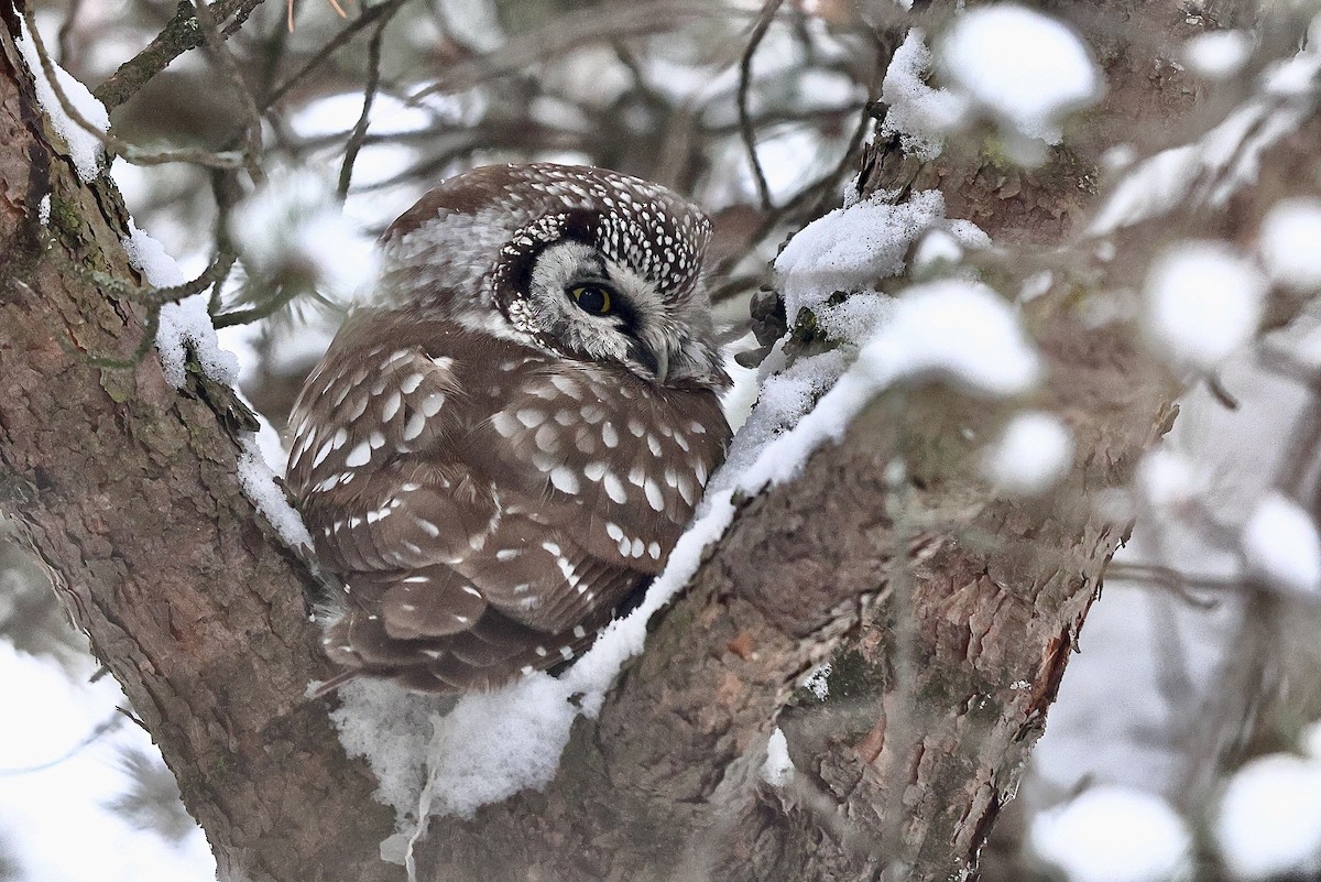 Boreal Owl - ML621150588