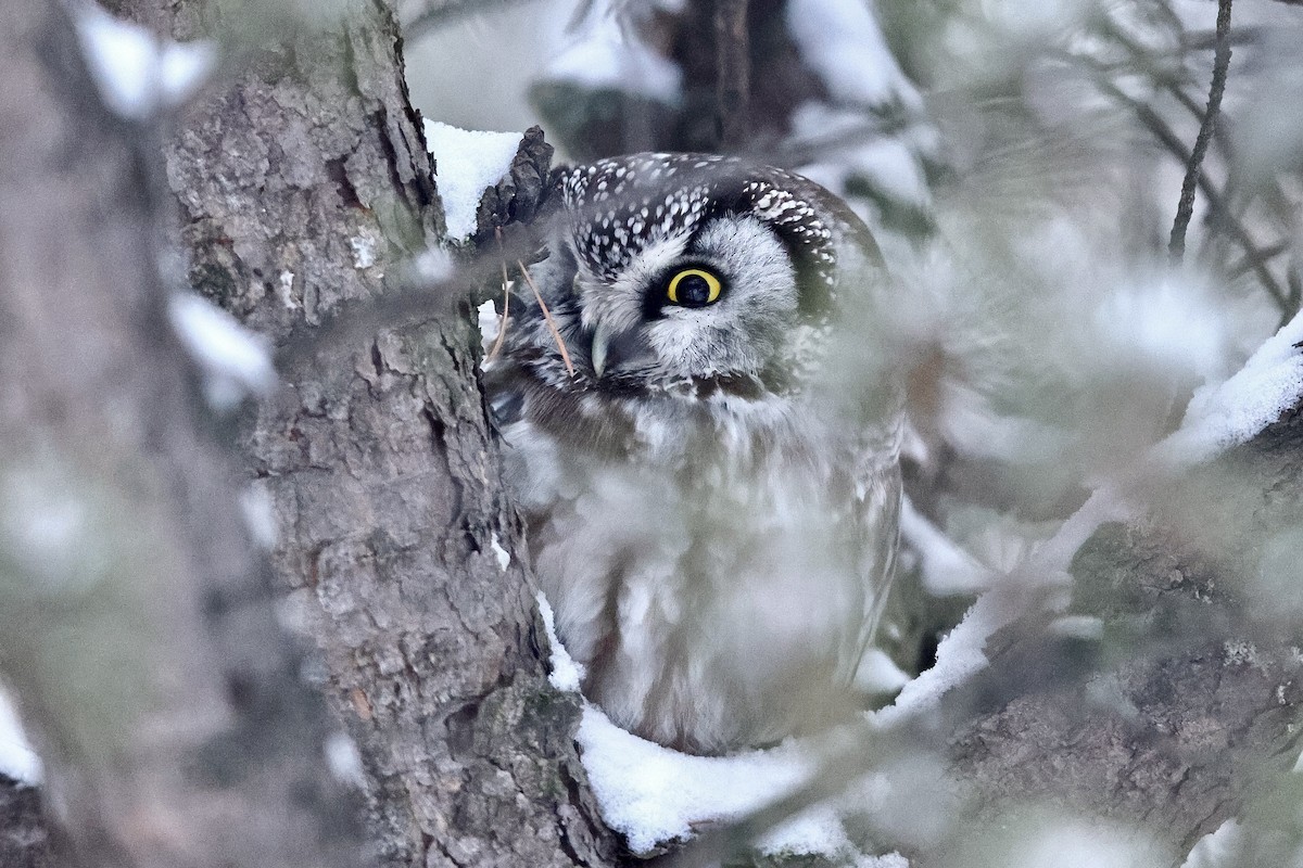 Boreal Owl - ML621150589