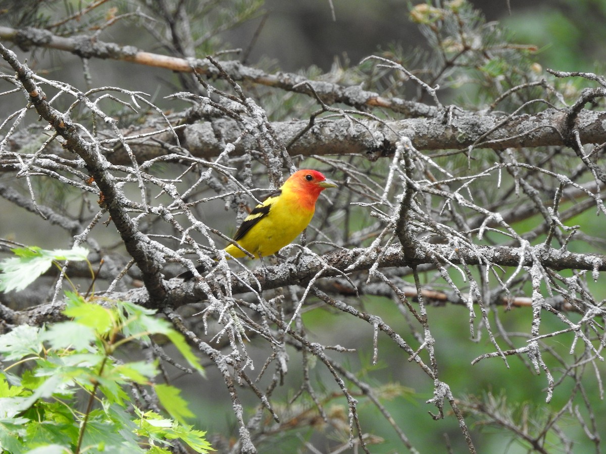 Western Tanager - ML62115061