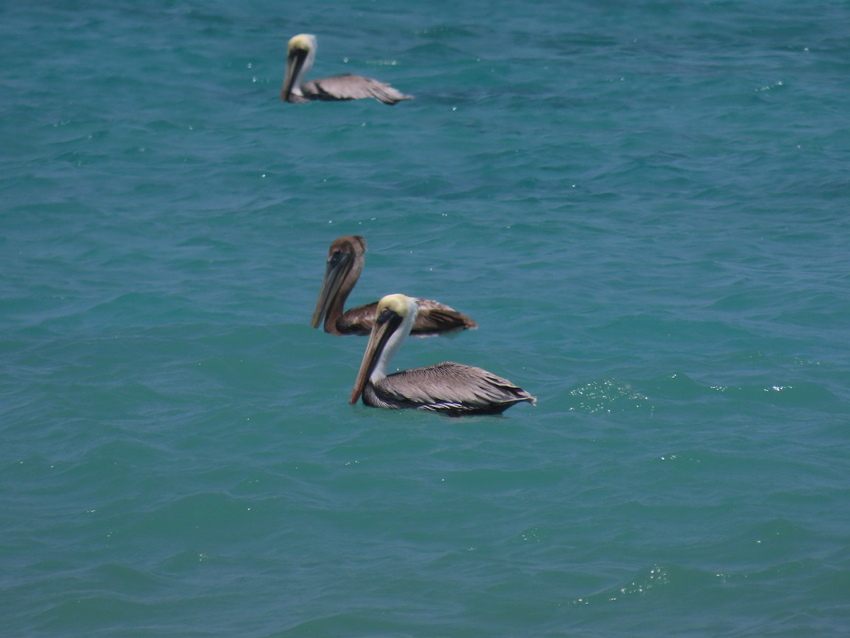pelikán hnědý - ML621150619