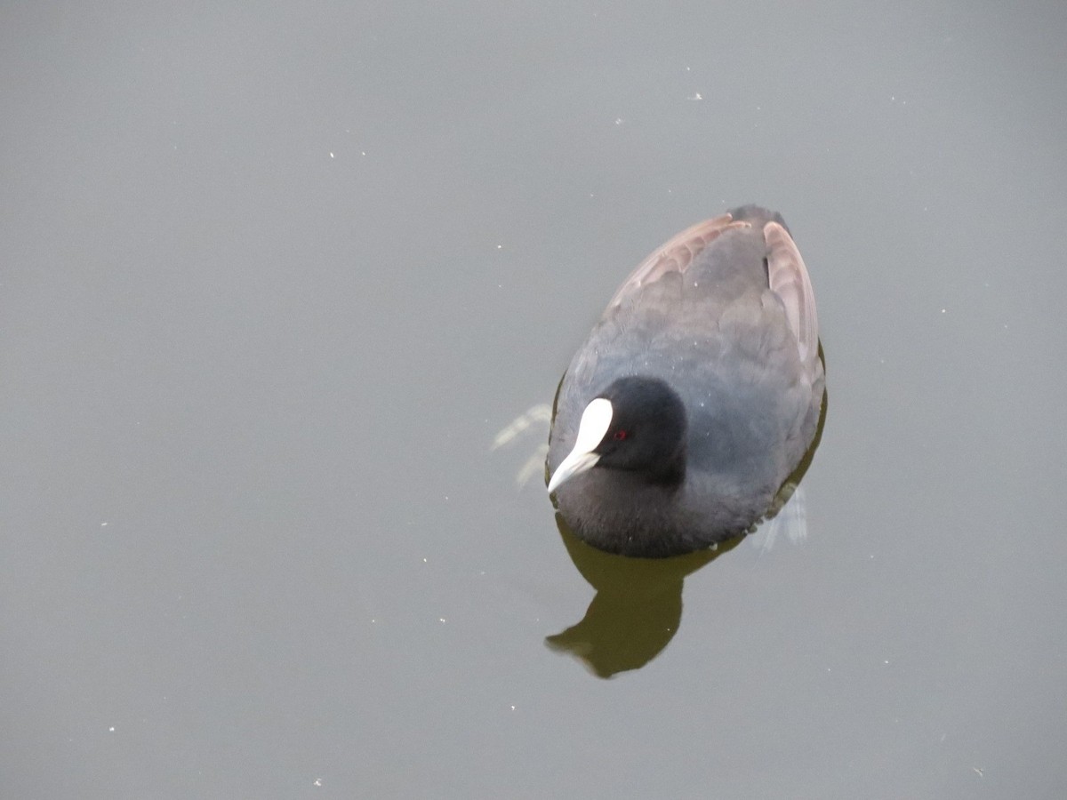 Eurasian Coot - ML621150715