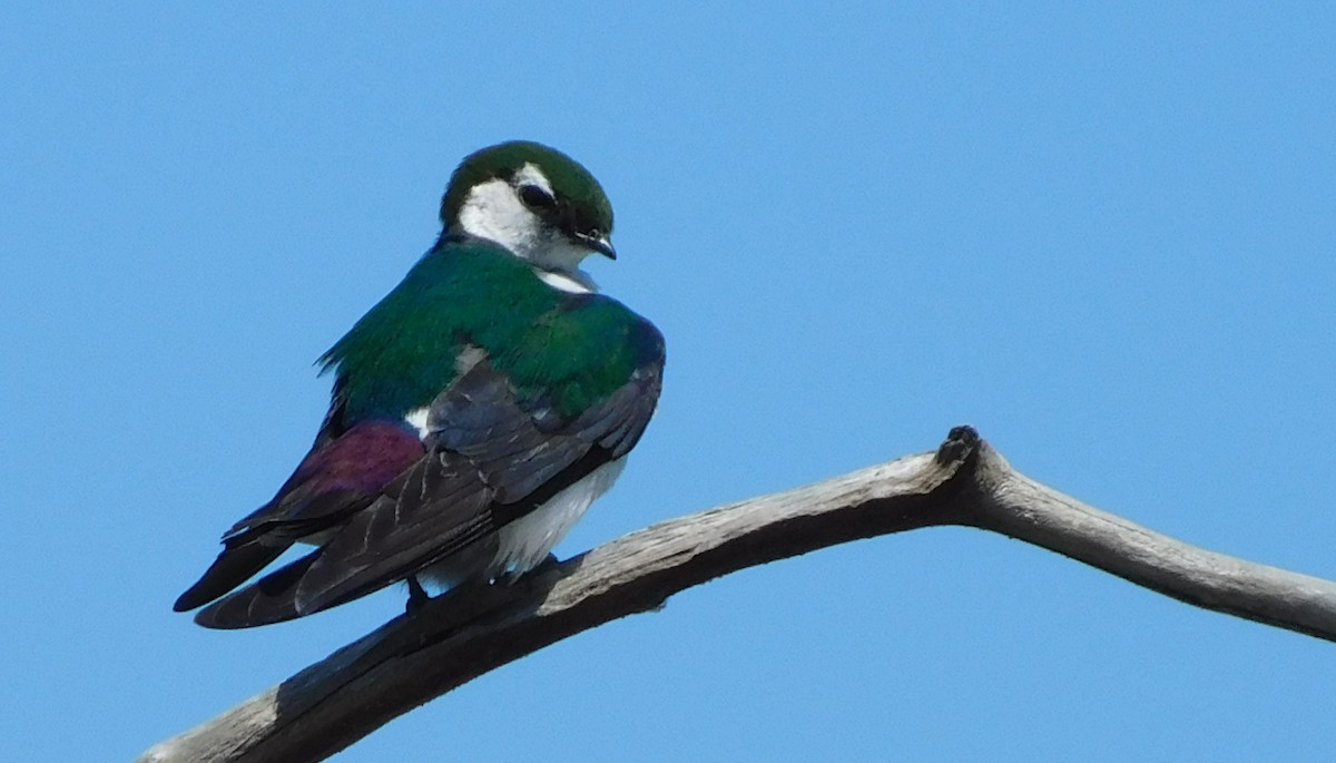 Violet-green Swallow - ML621150718