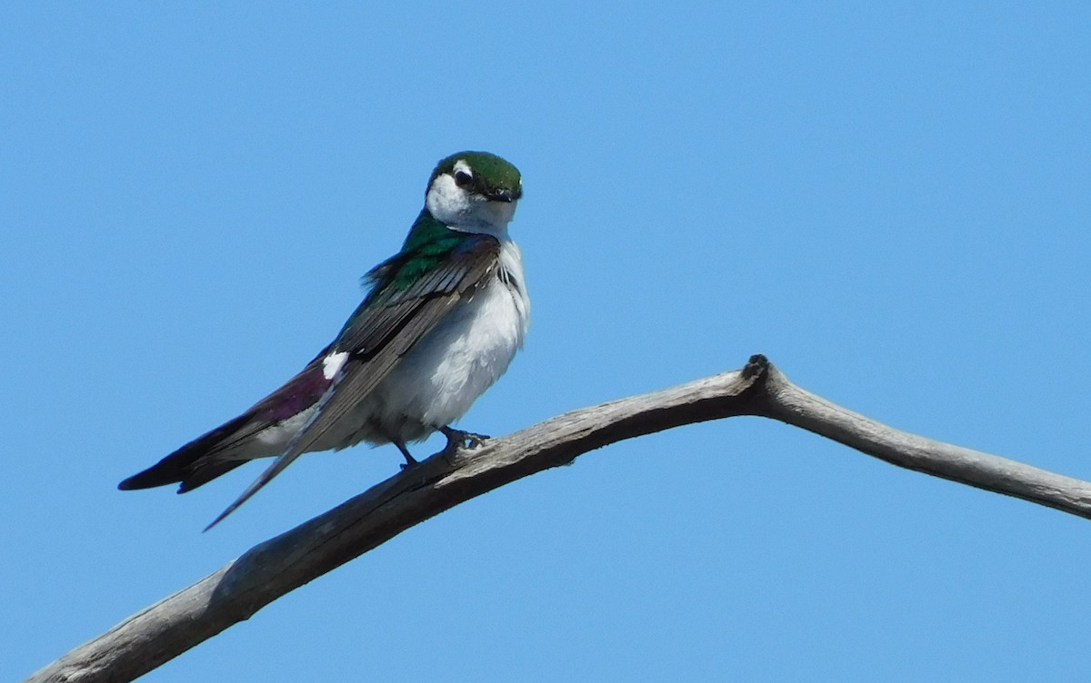 Violet-green Swallow - ML621150719