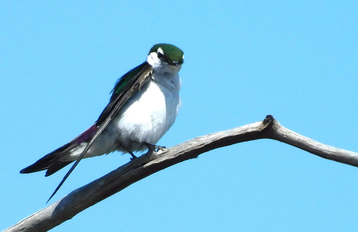 Violet-green Swallow - ML621150720