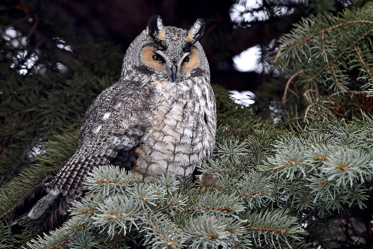 Long-eared Owl - ML621150722