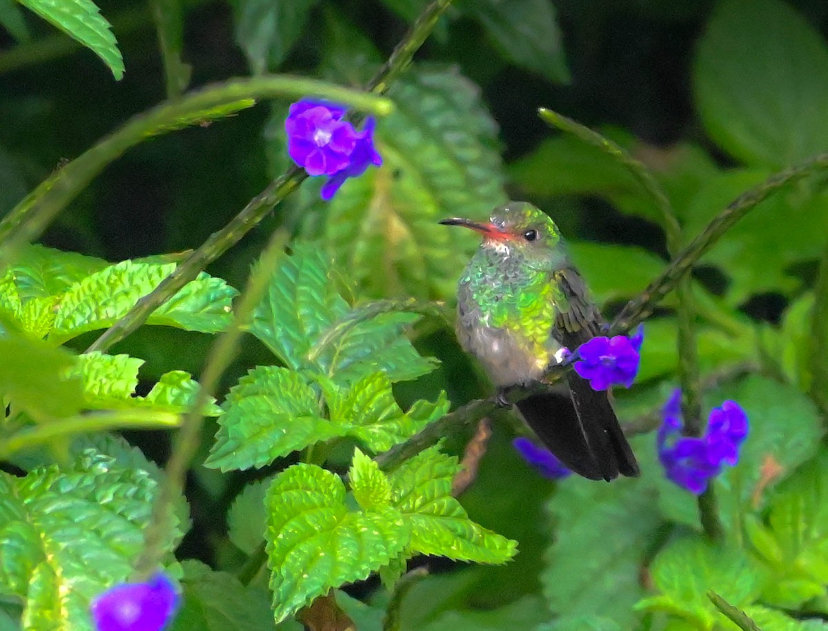 Rufous-tailed Hummingbird - ML621150733