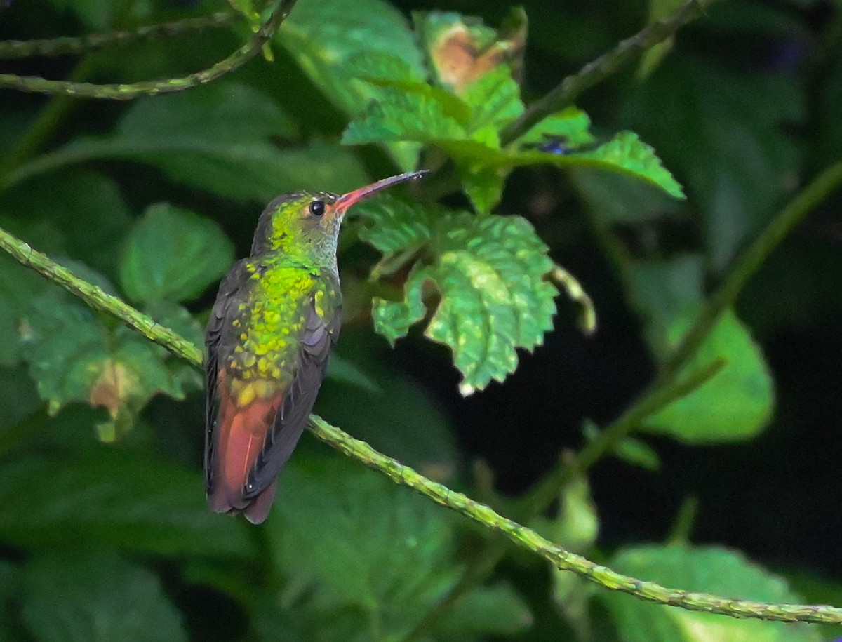 Rufous-tailed Hummingbird - ML621150734