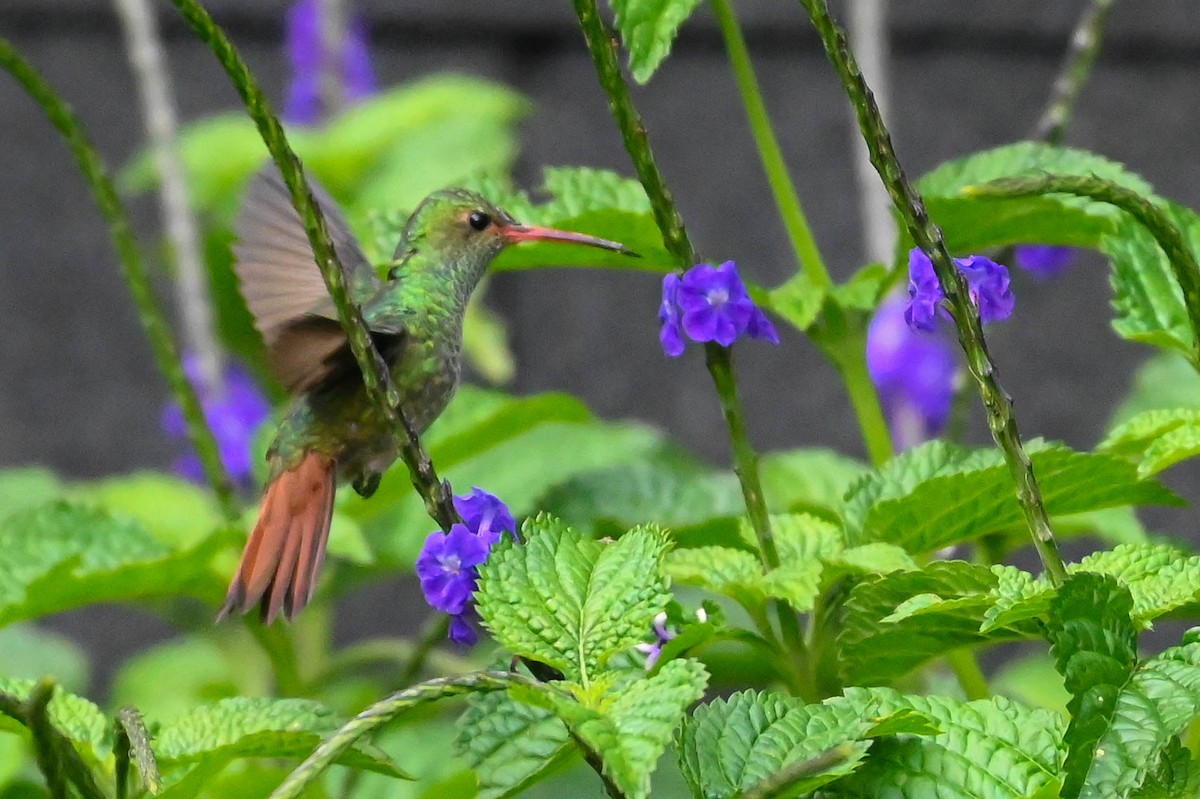 Rufous-tailed Hummingbird - ML621150742