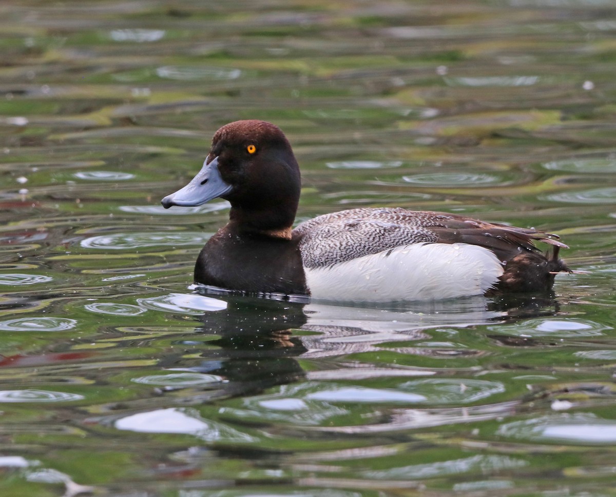 Greater Scaup - ML621150748