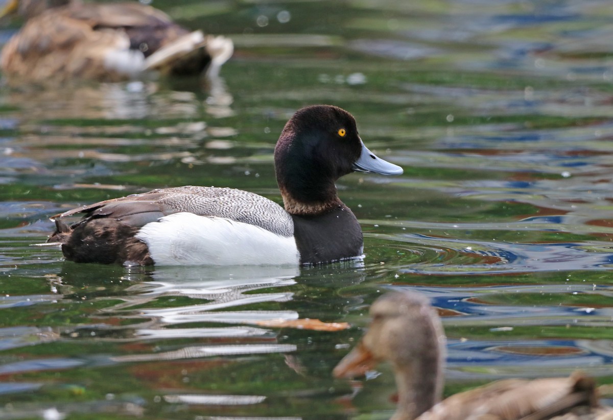 Greater Scaup - ML621150755