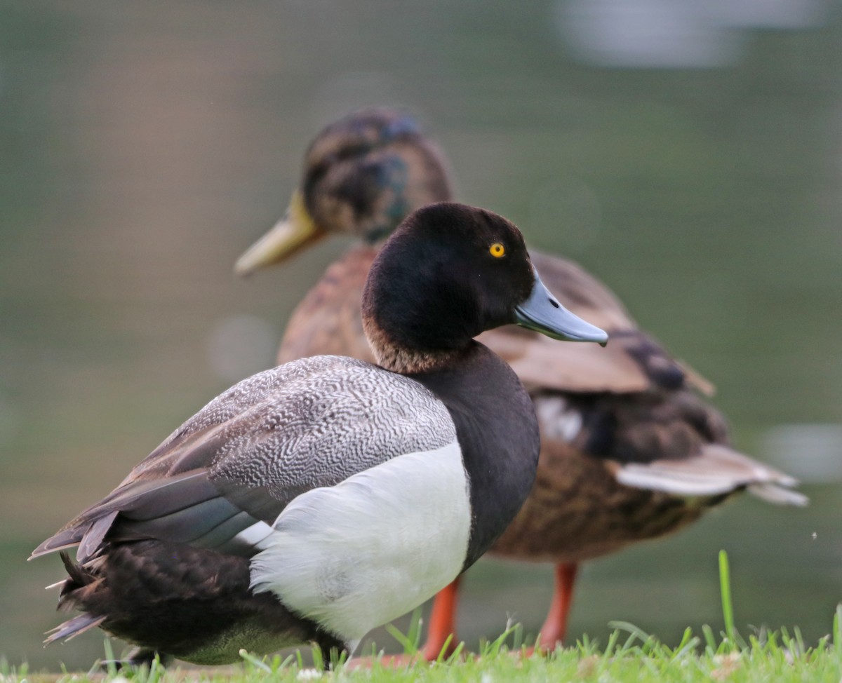 Greater Scaup - ML621150764
