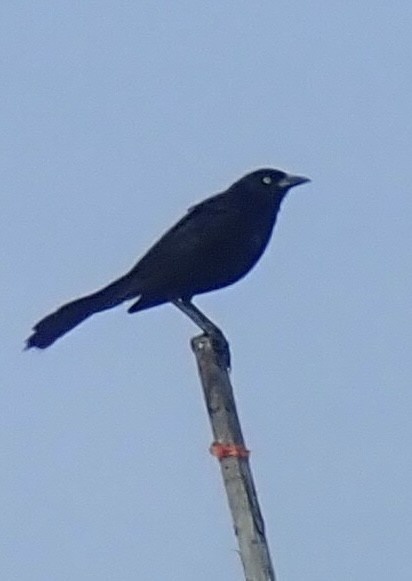 Boat-tailed Grackle - ML621150770