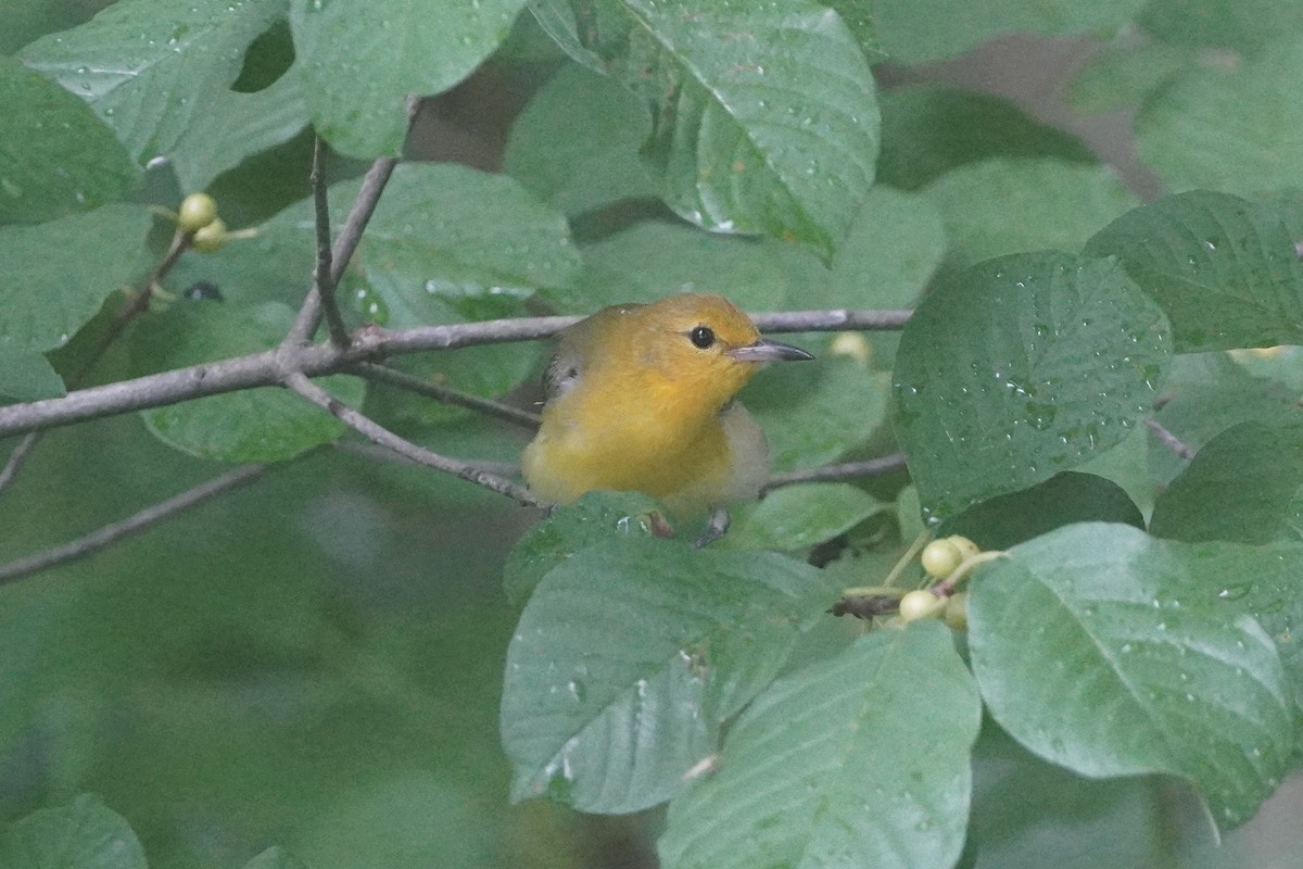 Prothonotary Warbler - ML621150796