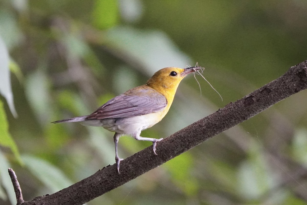 Prothonotary Warbler - ML621150797