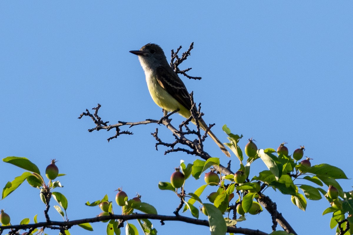 Great Crested Flycatcher - ML621150802