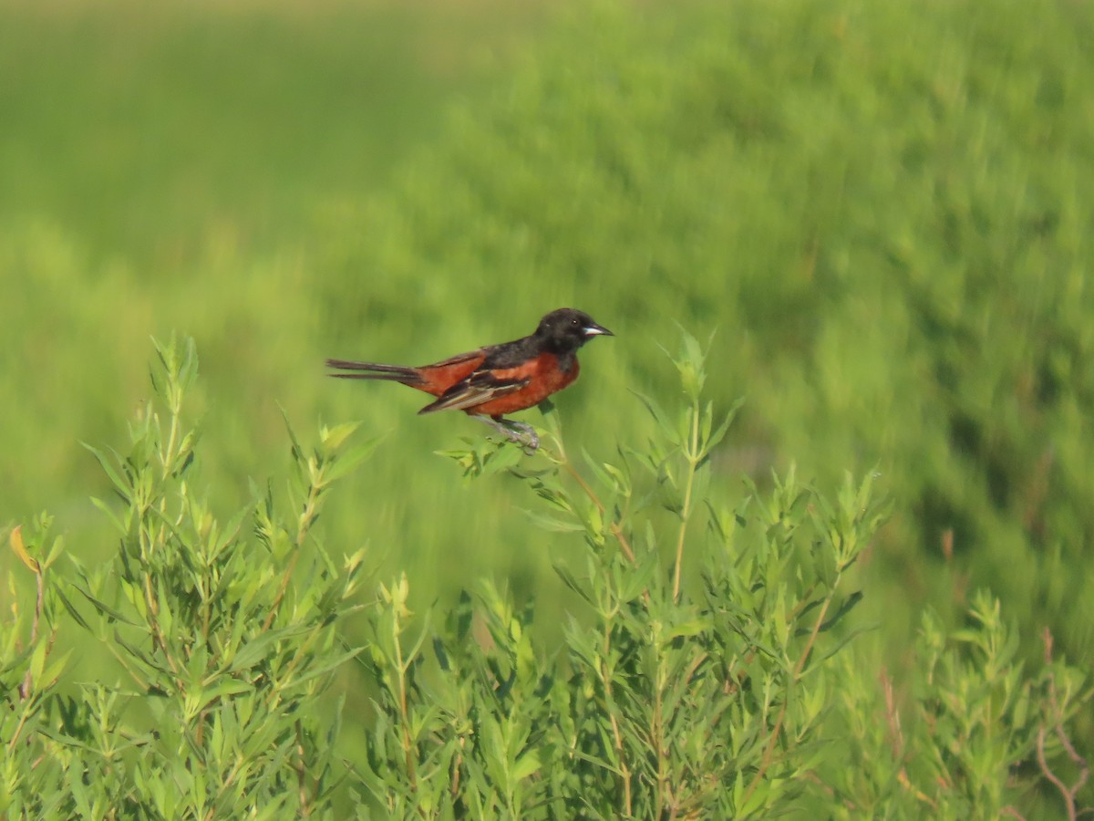 Orchard Oriole - ML621150805