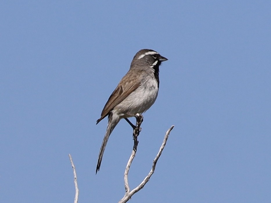 Black-throated Sparrow - ML621150833