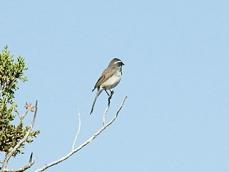 Black-throated Sparrow - ML621150834