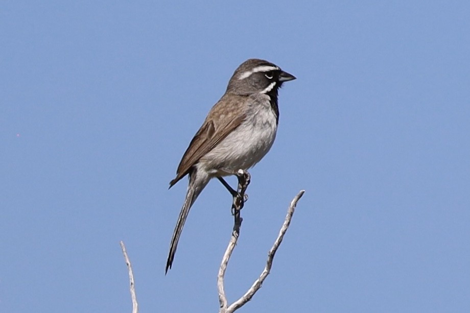 Black-throated Sparrow - ML621150835