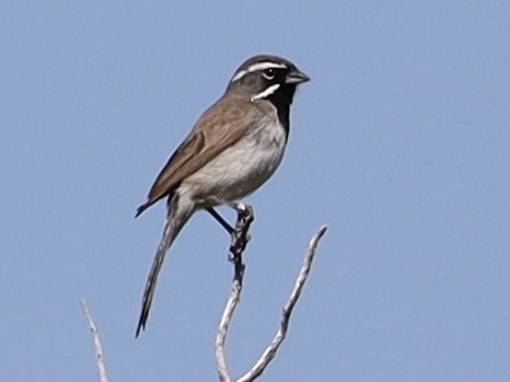 Black-throated Sparrow - ML621150836