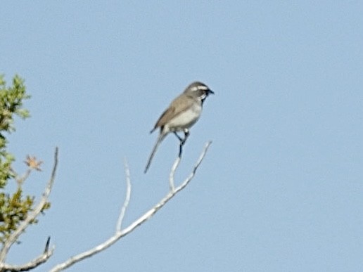 Black-throated Sparrow - ML621150838