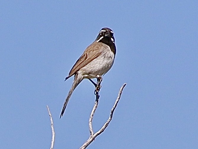 Black-throated Sparrow - ML621150884