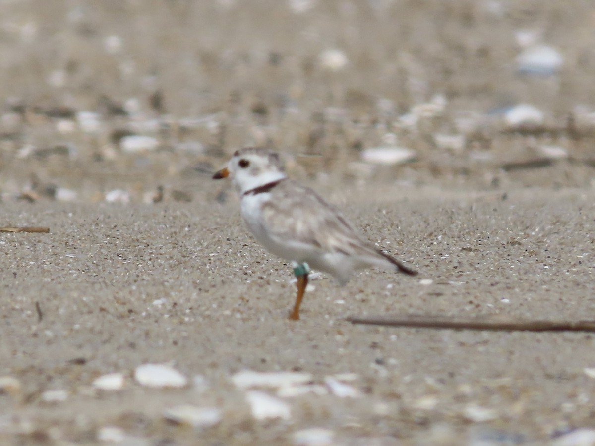 Piping Plover - ML621150888