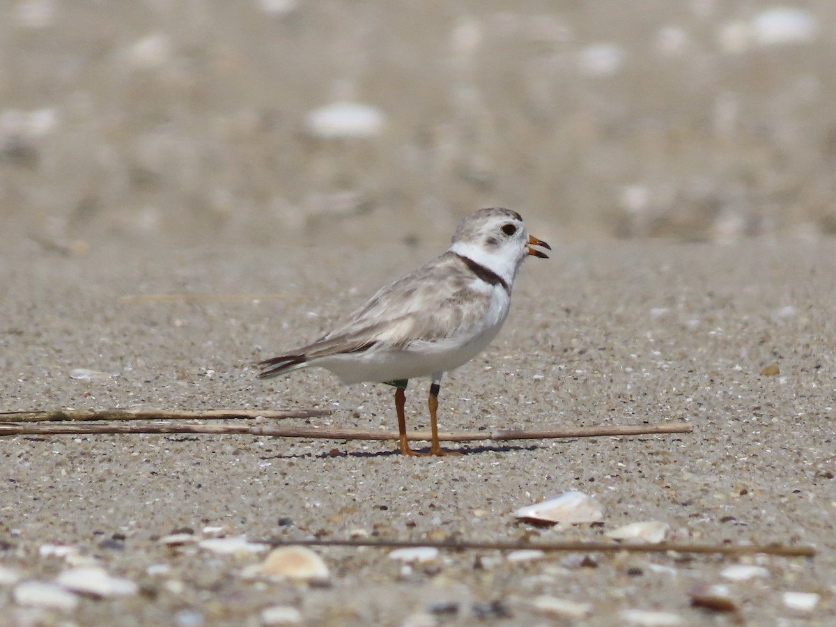 Piping Plover - ML621150889