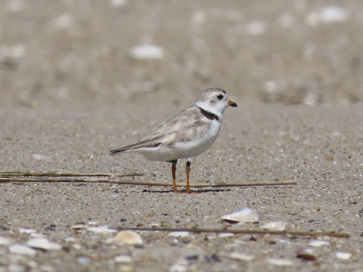 Piping Plover - ML621150890