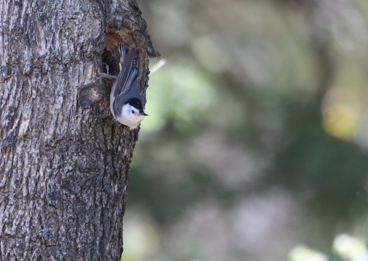 White-breasted Nuthatch (Interior West) - ML621150900