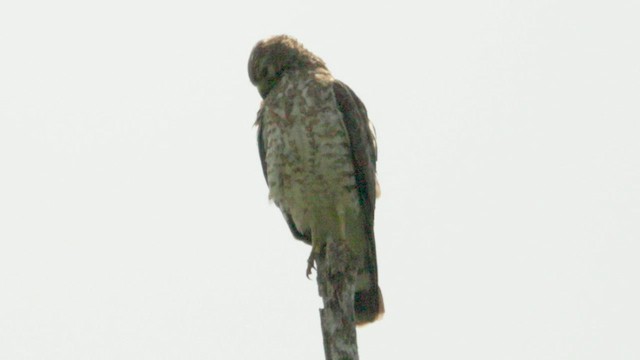 Broad-winged Hawk - ML621150911