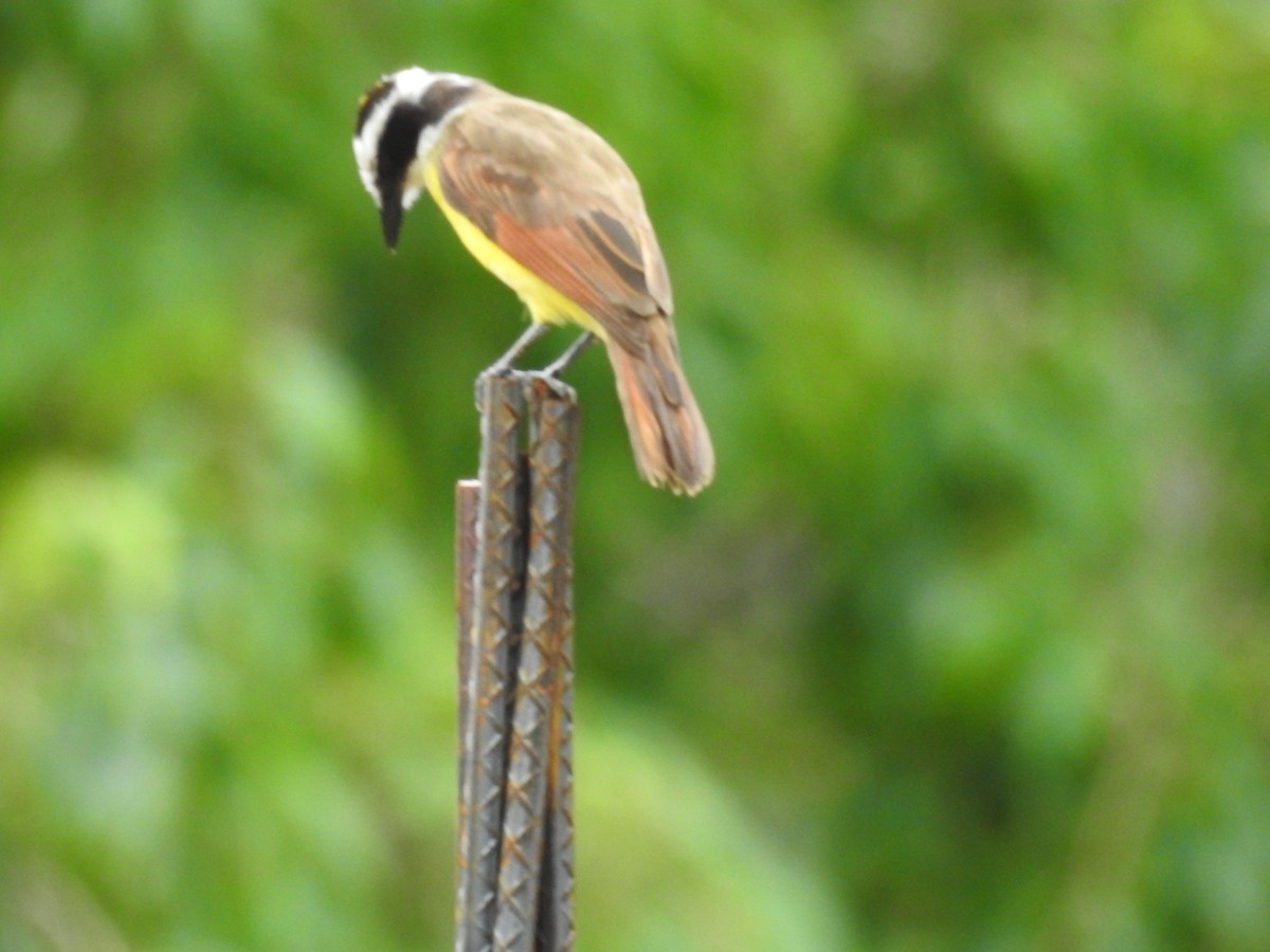 Great Kiskadee - ML621150927